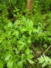 Cirsium oleraceum