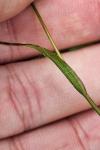 Luzula campestris