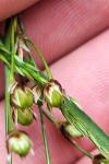 Luzula campestris