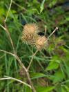 Arctium lappa