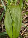 Ophioglossum vulgatum