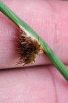Juncus conglomeratus