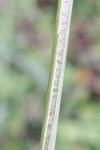 Juncus conglomeratus
