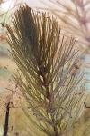 Ceratophyllum demersum