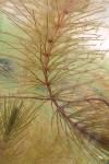 Ceratophyllum demersum