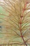 Ceratophyllum demersum