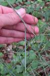 Poa nemoralis