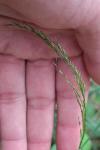 Poa nemoralis