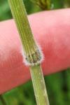 Bromus hordeaceus
