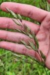 Bromus hordeaceus