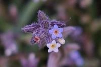 Myosotis discolor