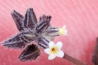 Myosotis discolor