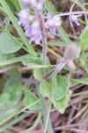 Veronica officinalis