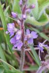 Veronica officinalis
