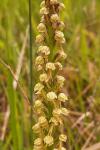 Orchis anthropophora