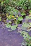 Nuphar lutea