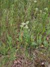 Lepidium draba