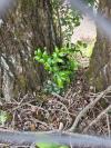 Berberis aquifolium