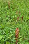 Orobanche minor
