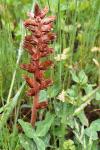 Orobanche minor