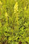 Reseda lutea