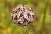 Centaurea scabiosa