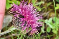 Centaurea scabiosa