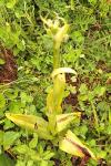 Himantoglossum hircinum