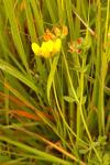 Lotus corniculatus