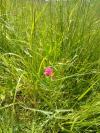 Lathyrus nissolia