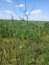 Sisymbrium officinale