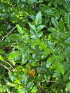 Berberis aquifolium