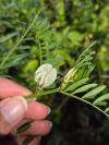 Vicia lutea