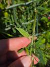 Vicia lutea