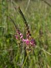 Onobrychis viciifolia