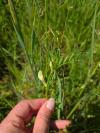 Vicia lutea