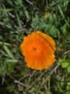 Eschscholzia californica