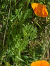 Eschscholzia californica