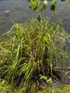 Carex pendula