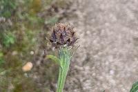 Centaurea nigra