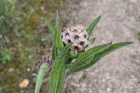 Centaurea jacea