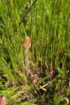 Orobanche picridis-hieracioidis