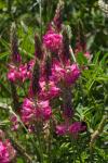 Onobrychis viciifolia