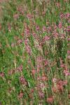 Onobrychis viciifolia