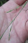Glyceria fluitans