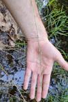 Glyceria fluitans