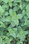 Origanum vulgare