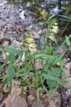 Melampyrum pratense