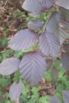 Fagus sylvatica