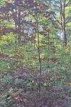 Fagus sylvatica